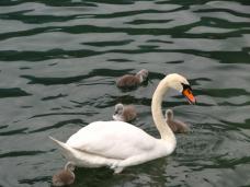 Klik za večjo sliko